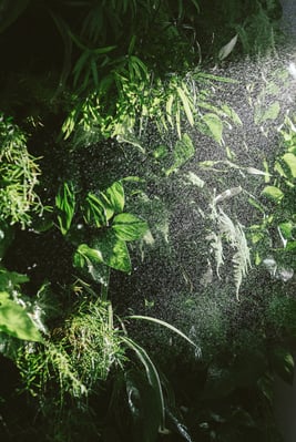watering-of-vertical-living-green-plants-wall-2021-08-27-22-17-48-utc